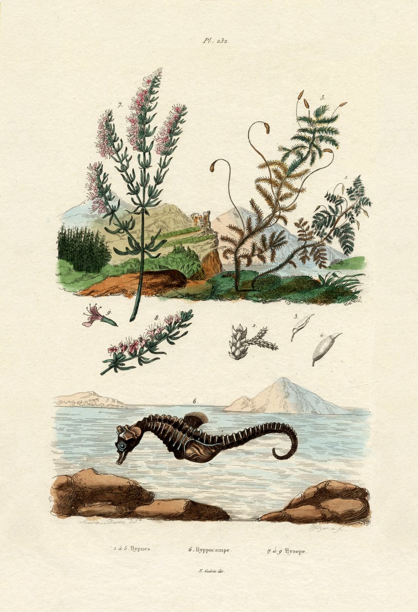 Hypnean，1833-39 作者 法语学校