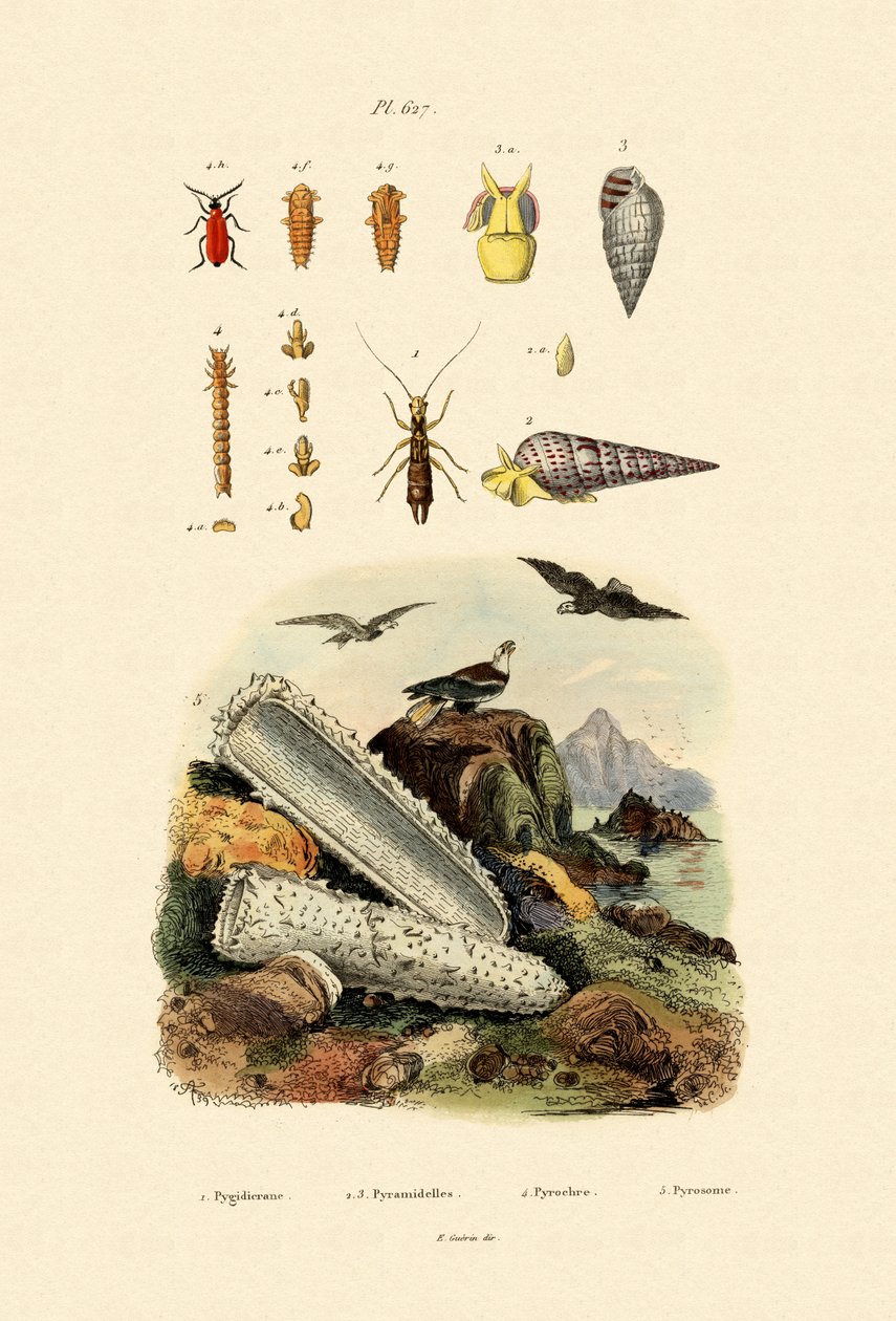 昆虫，1833-39 作者 法语学校
