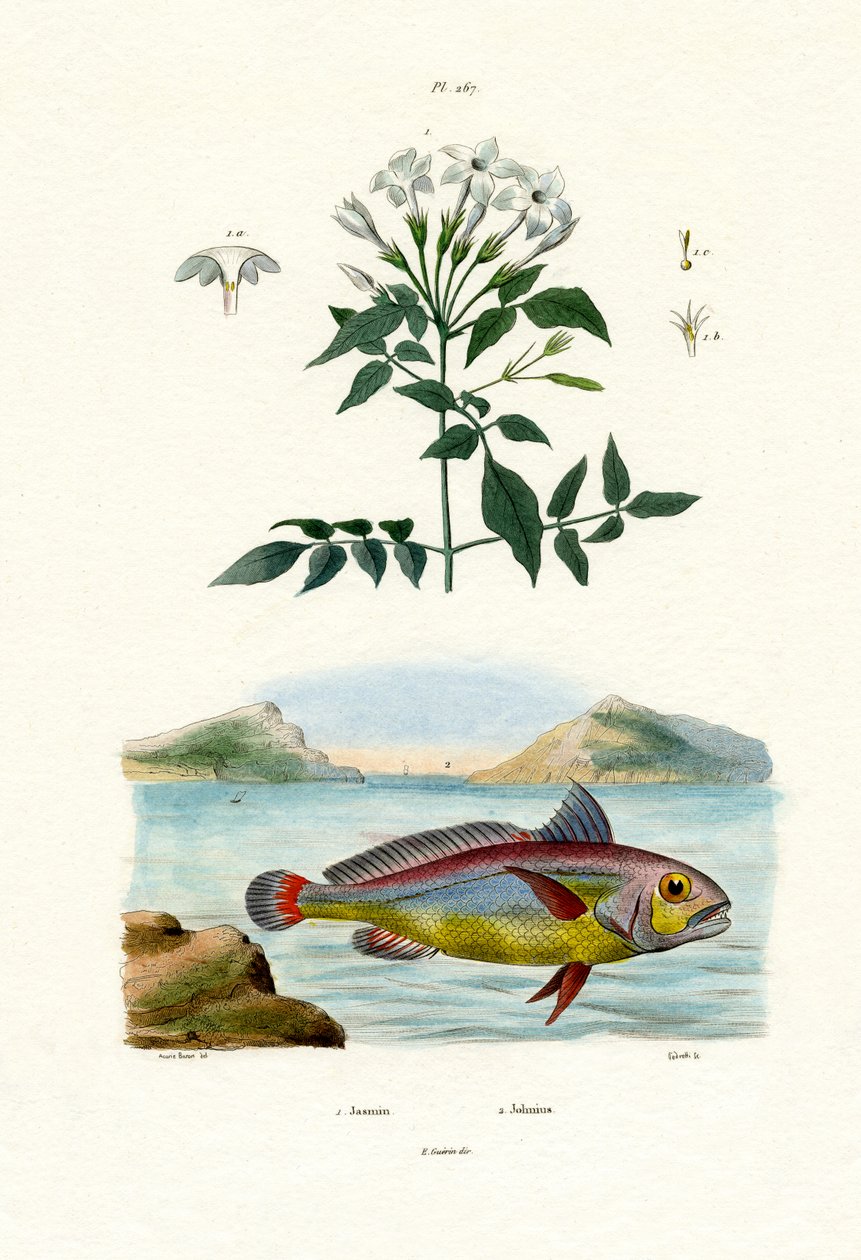 茉莉花，1833-39 作者 法语学校