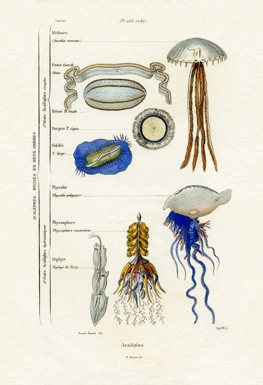 水母，1833-39 作者 法语学校