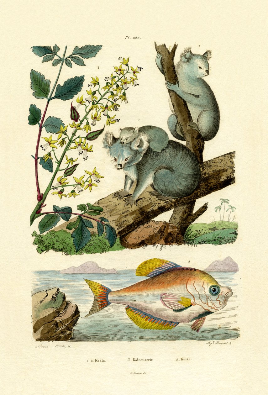 考拉，1833-39 作者 法语学校