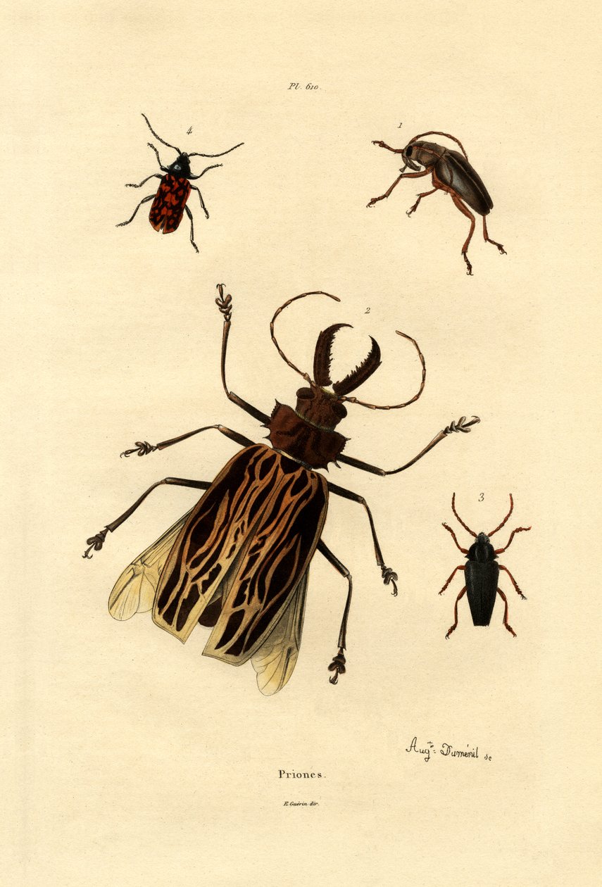 长角甲虫，1833-39 作者 法语学校