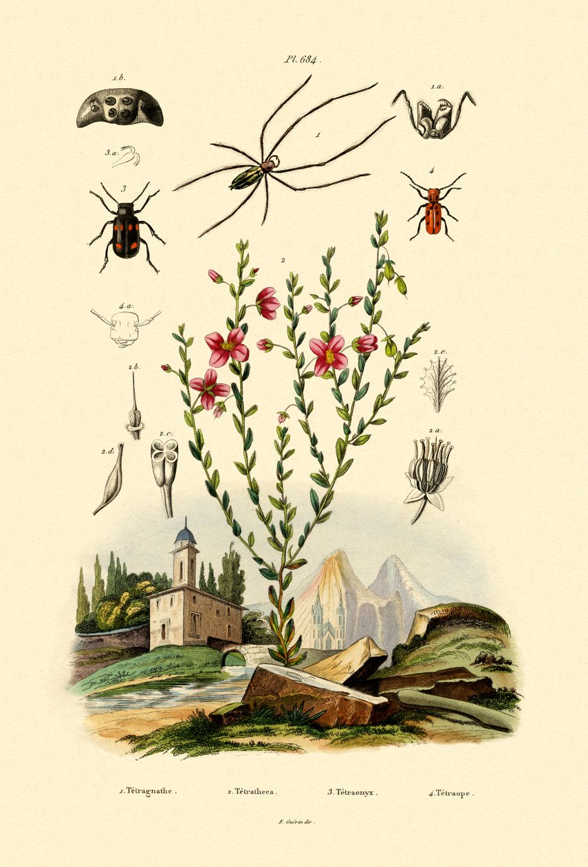 长爪蜘蛛，1833-39 作者 法语学校