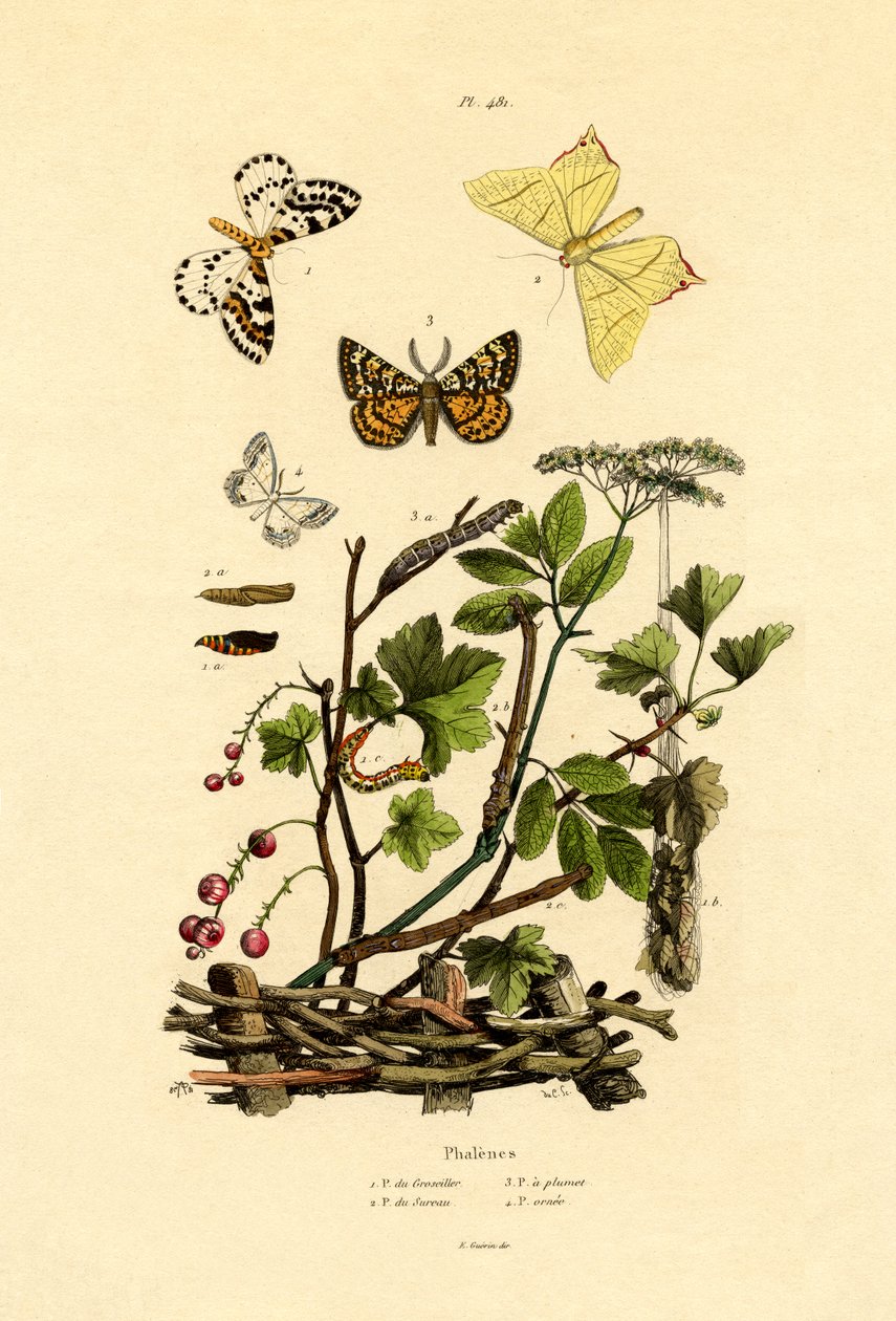 喜鹊蛾，1833-39 作者 法语学校
