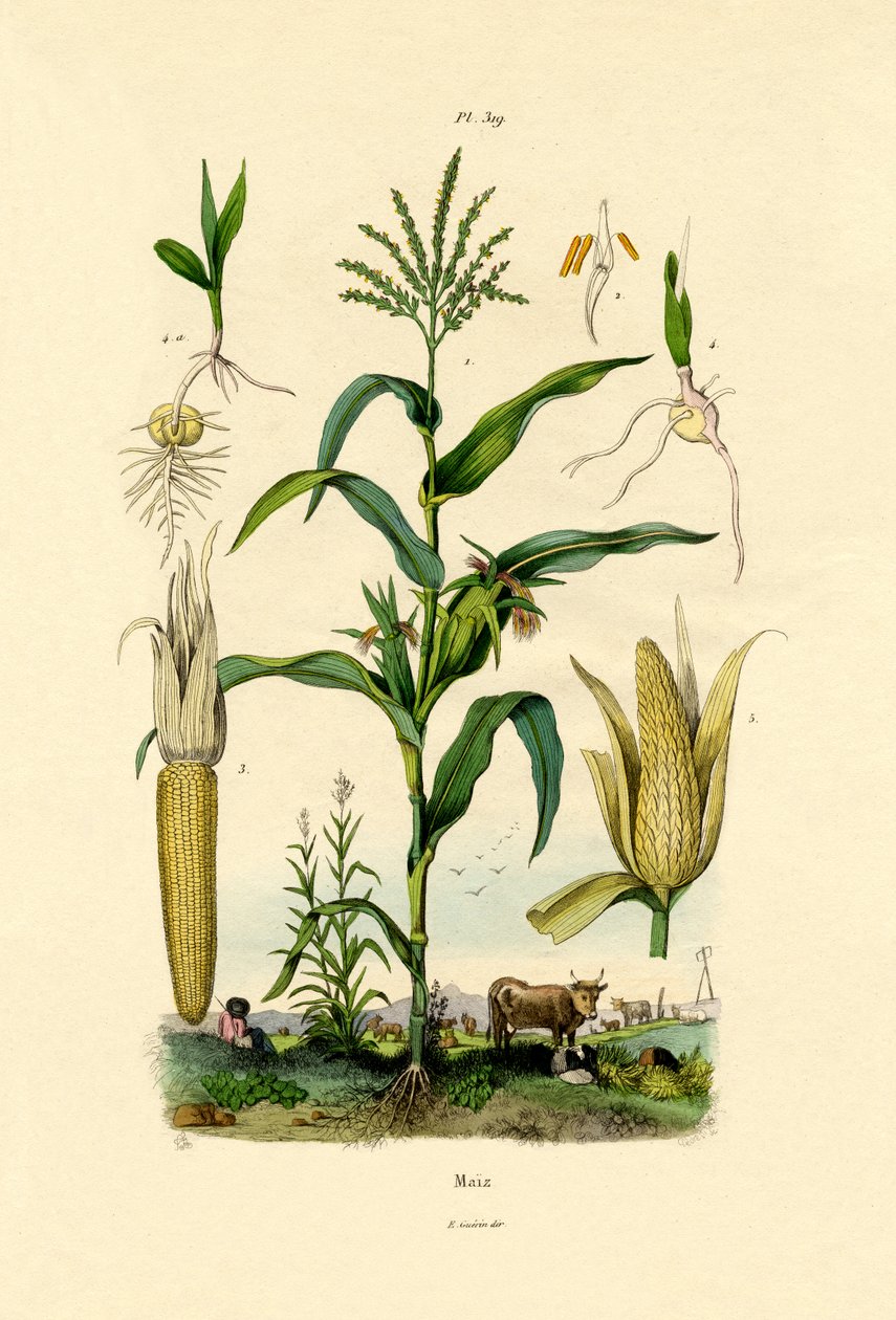 玉米，1833-39 作者 法语学校