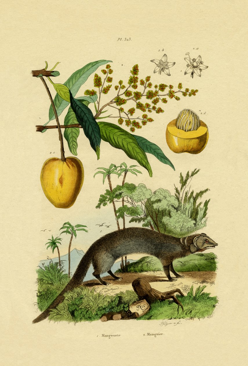 猫鼬，1833-39 作者 法语学校