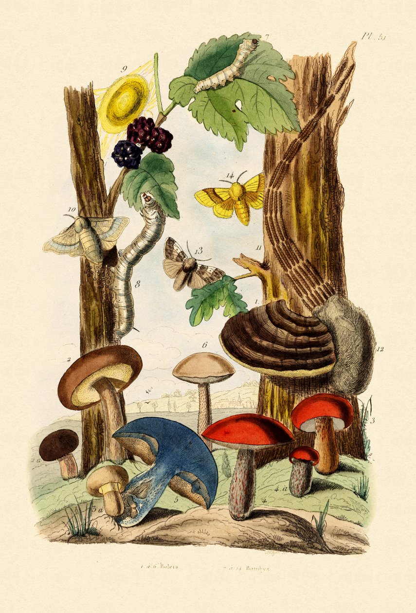 蘑菇，1833-39 作者 法语学校