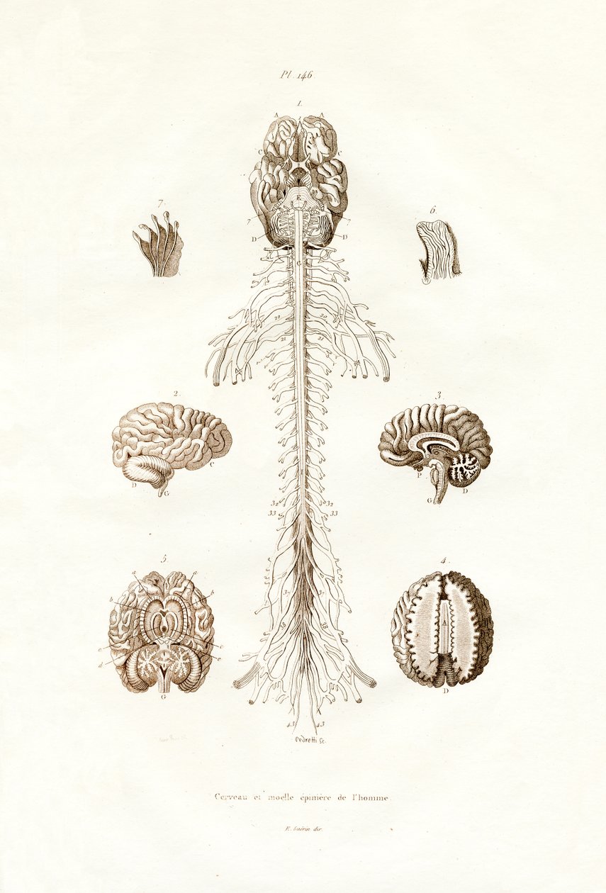 神经系统，1833-39 作者 法语学校