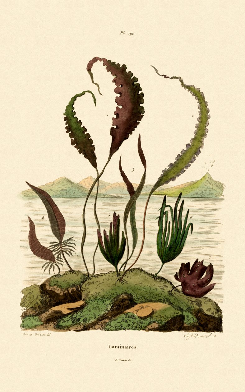 中学，1833-39 作者 法语学校