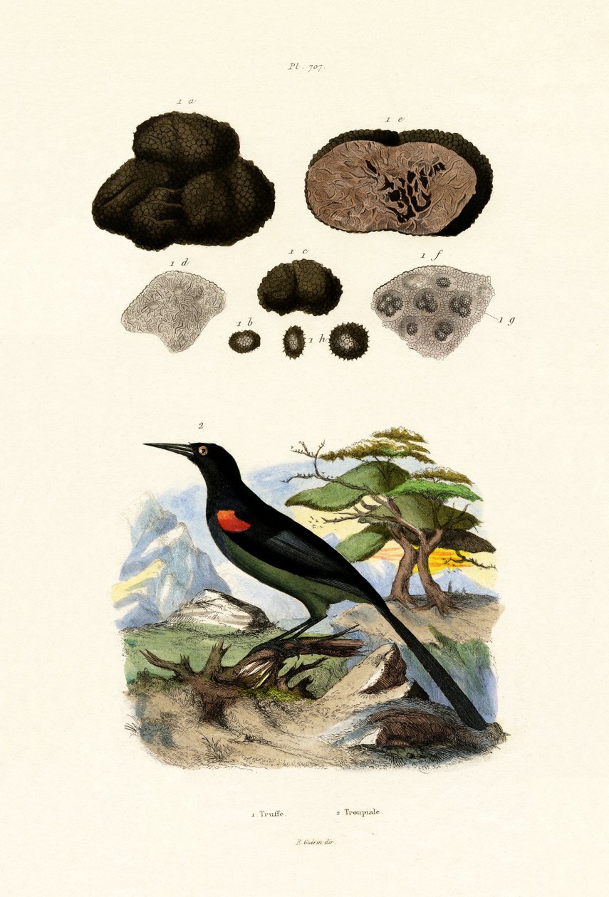 金莺，1833-39 作者 法语学校