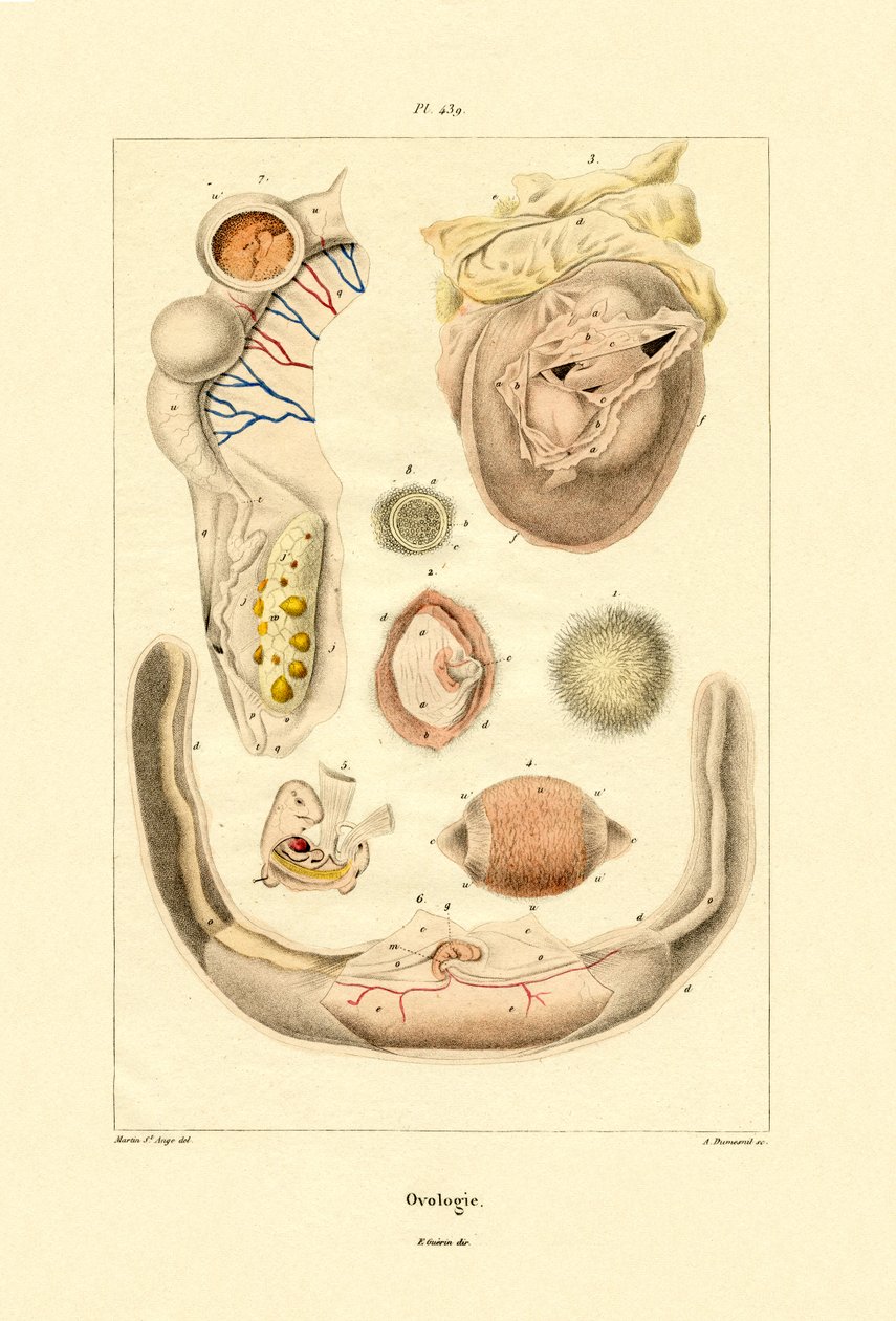 Ovology，1833-39 作者 法语学校