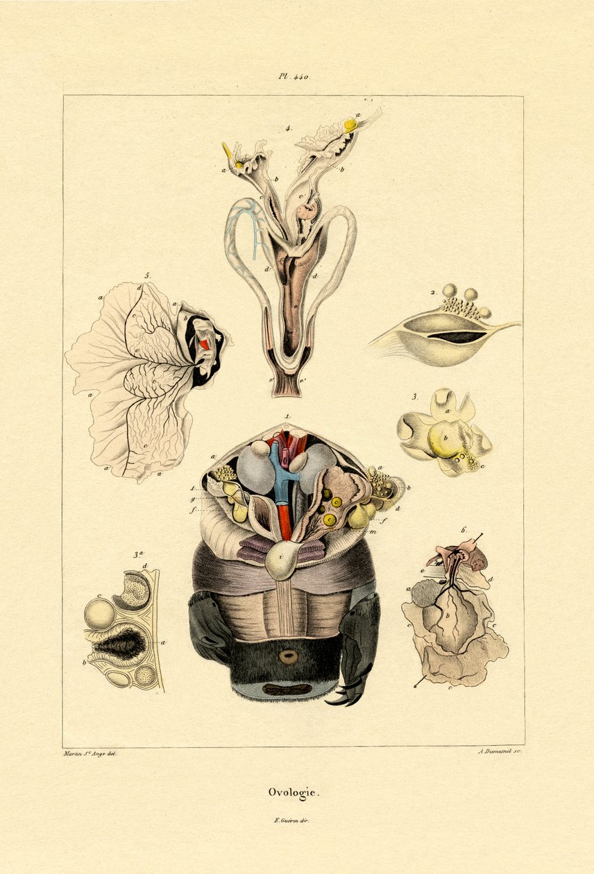 Ovology，1833-39 作者 法语学校