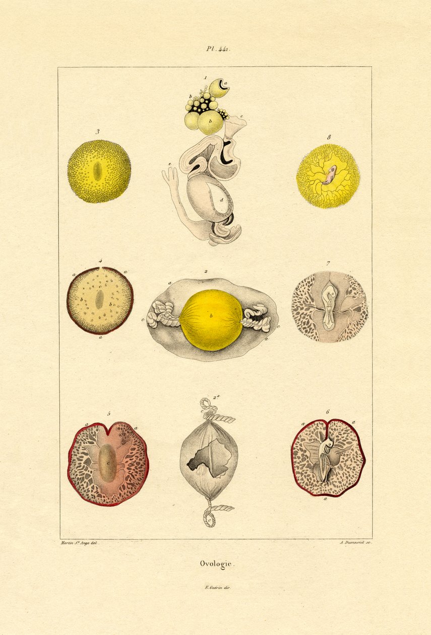 Ovology，1833-39 作者 法语学校
