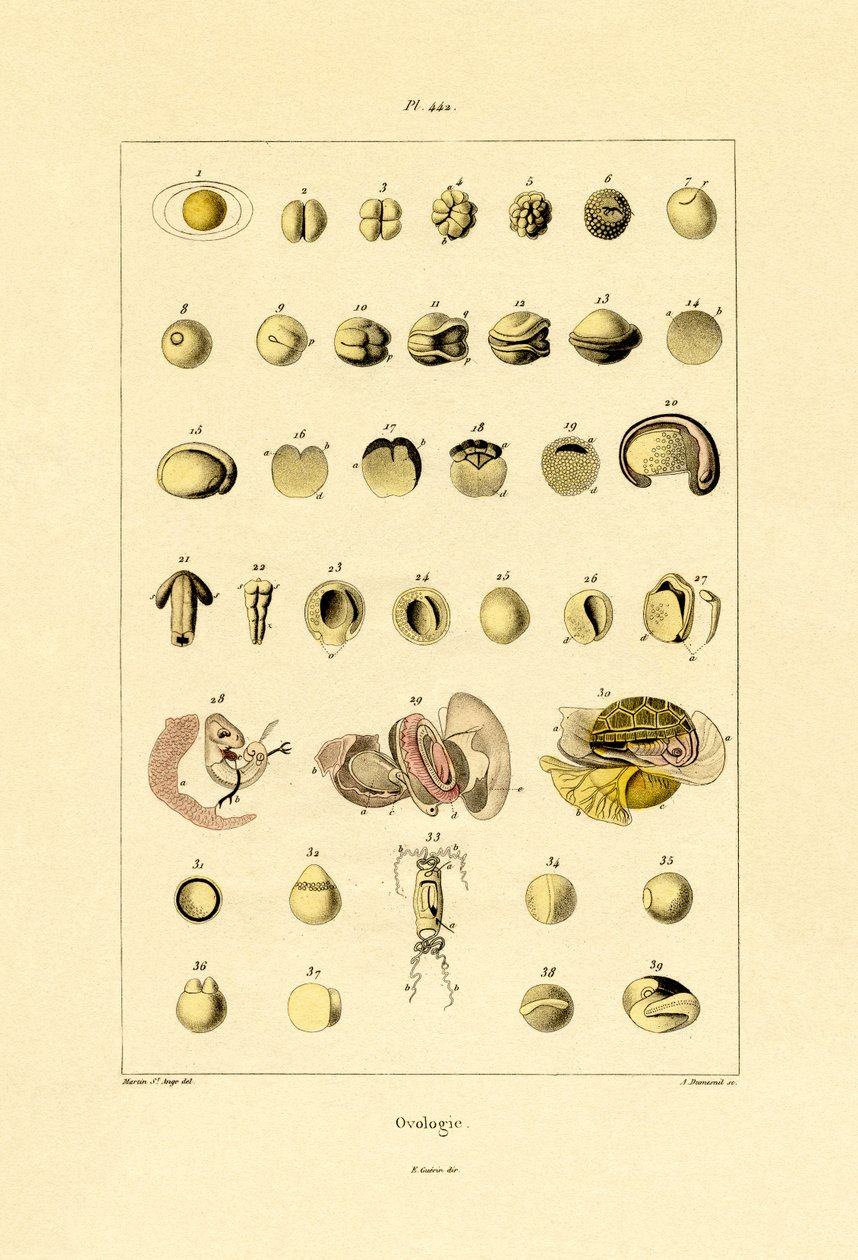 Ovology，1833-39 作者 法语学校