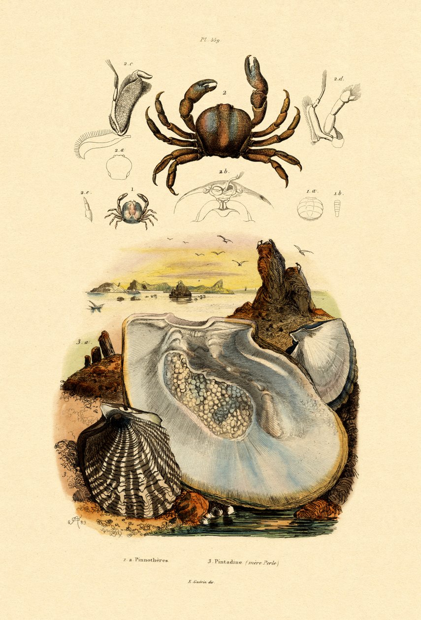 豌豆蟹，1833-39 作者 法语学校