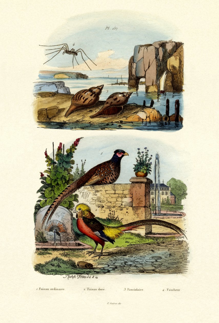 雉鸡，1833-39 作者 法语学校
