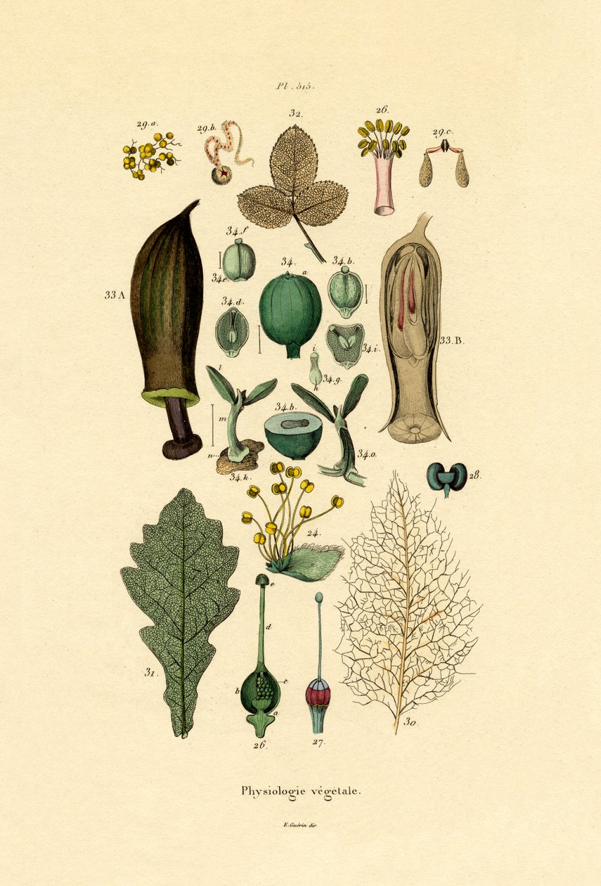 植物，1833年至1939年 作者 法语学校