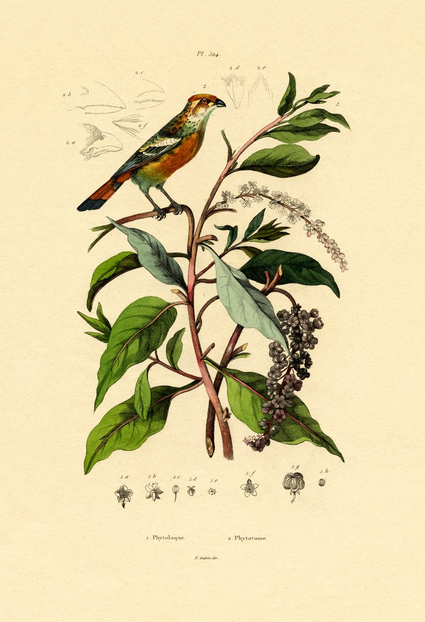 美洲商陆，1833-39 作者 法语学校