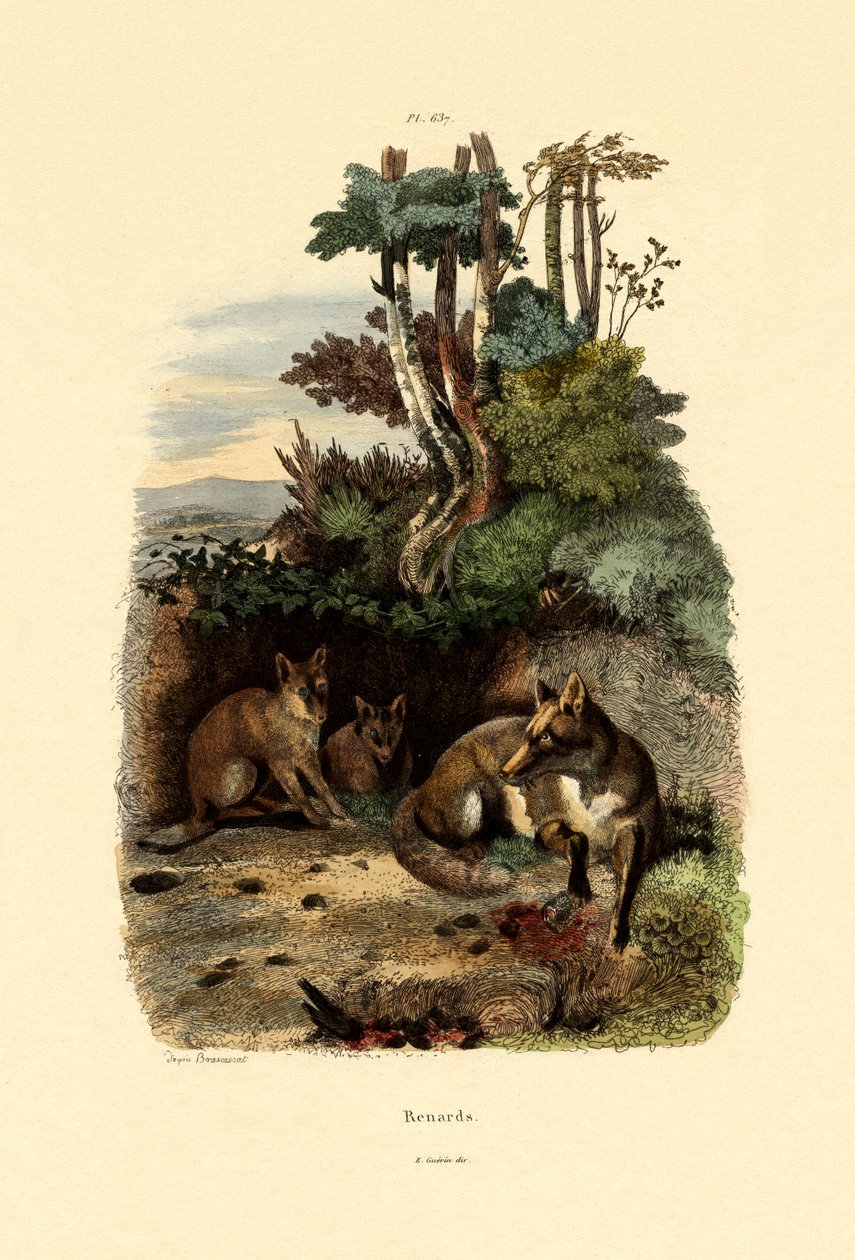 红狐狸，1833-39 作者 法语学校
