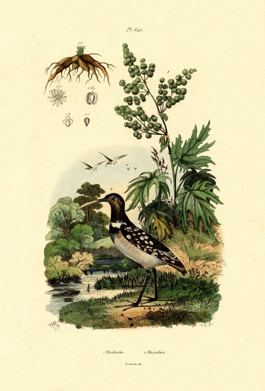 大黄，1833-39 作者 法语学校