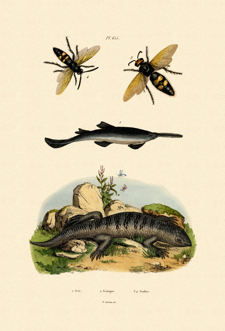 锯fish，1833-39 作者 法语学校