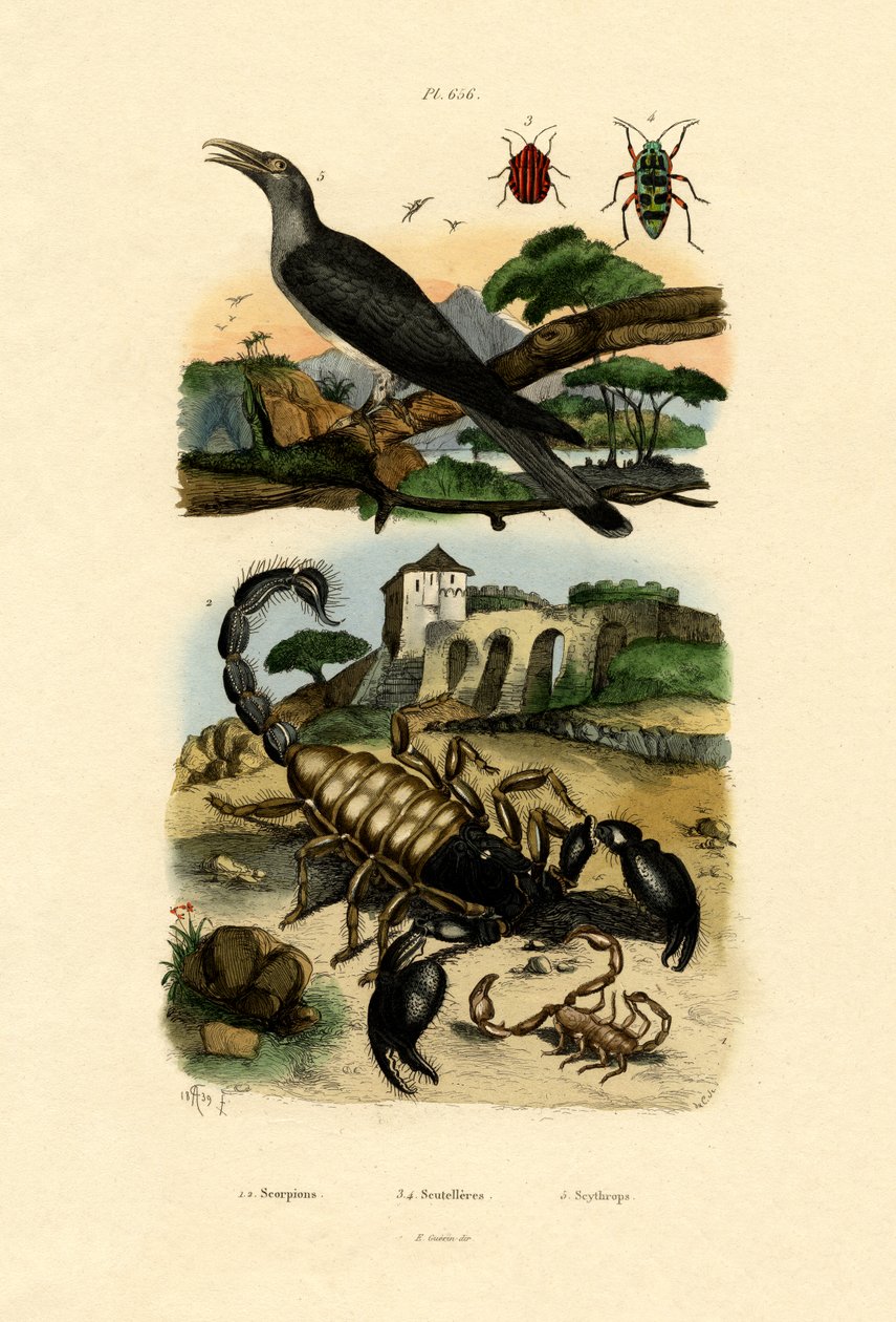 蝎子，1833-39 作者 法语学校