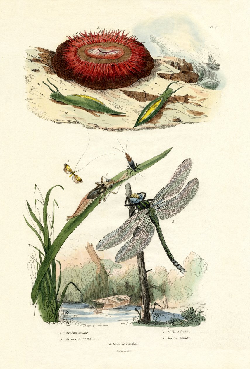 Sea Slug，1833-39 作者 法语学校