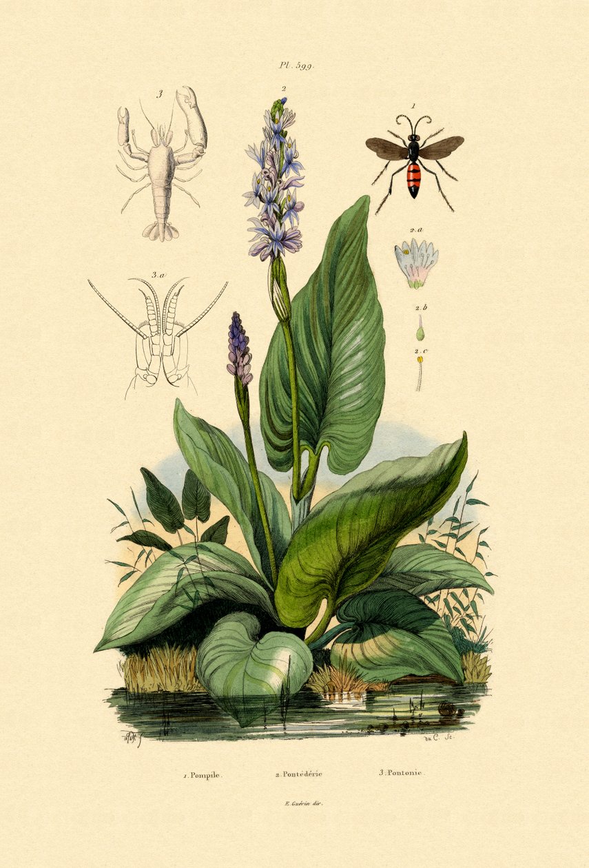 蜘蛛黄蜂，1833-39 作者 法语学校