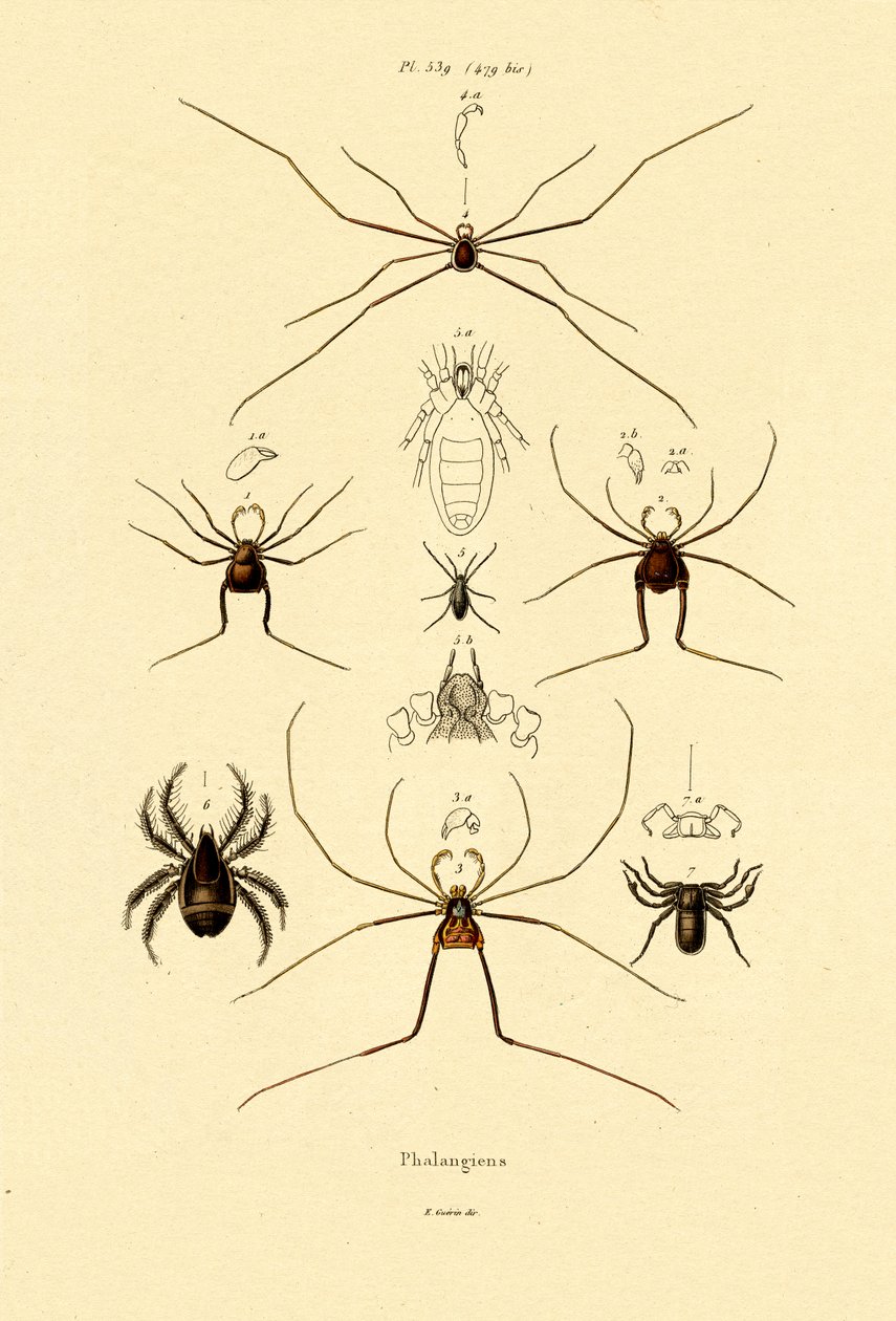 蜘蛛，1833-39 作者 法语学校