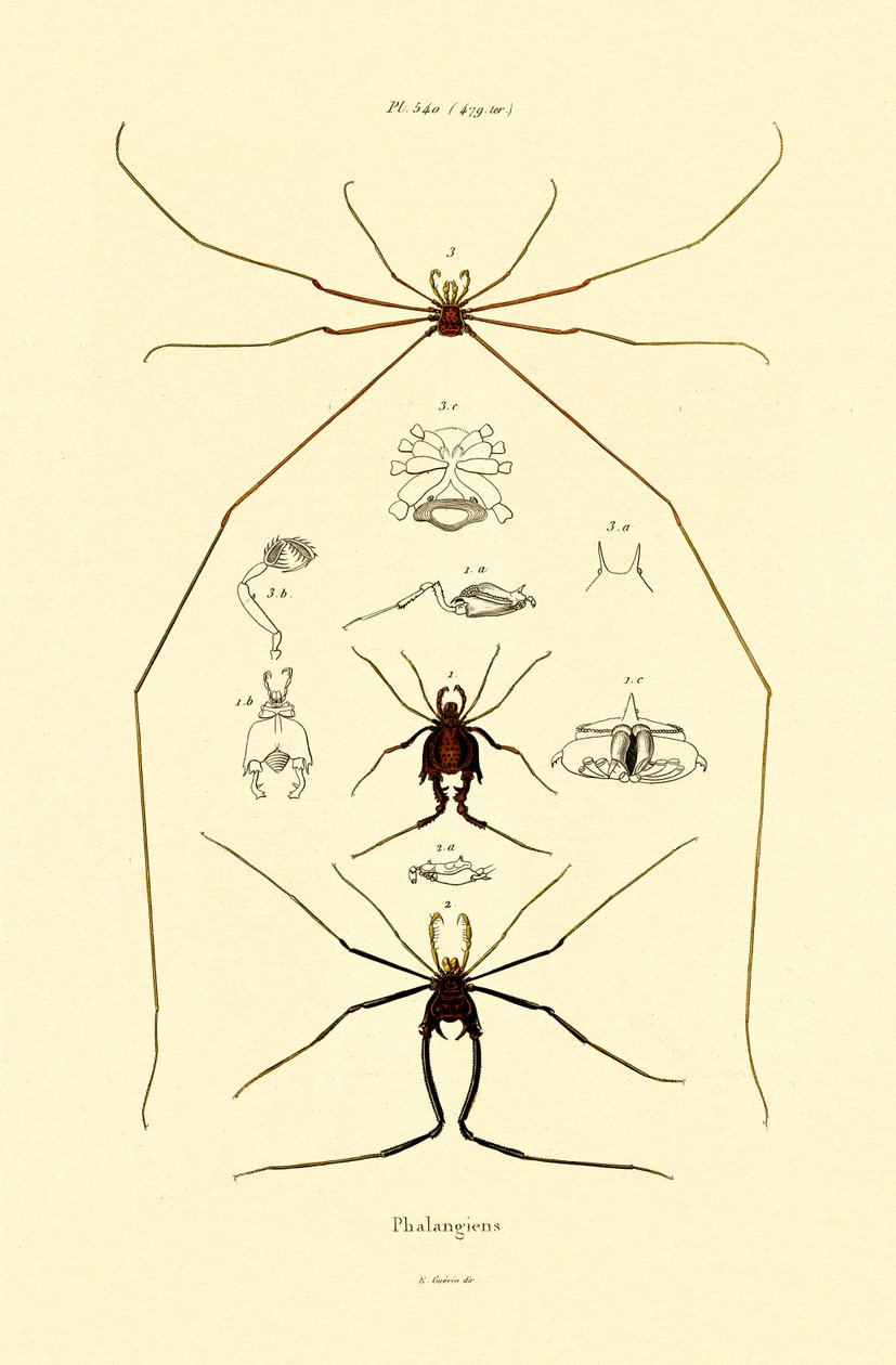 蜘蛛，1833-39 作者 法语学校
