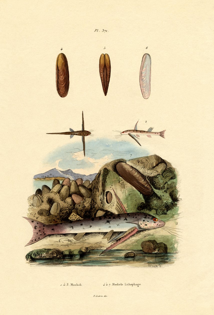 Squeaker，1833-39 作者 法语学校