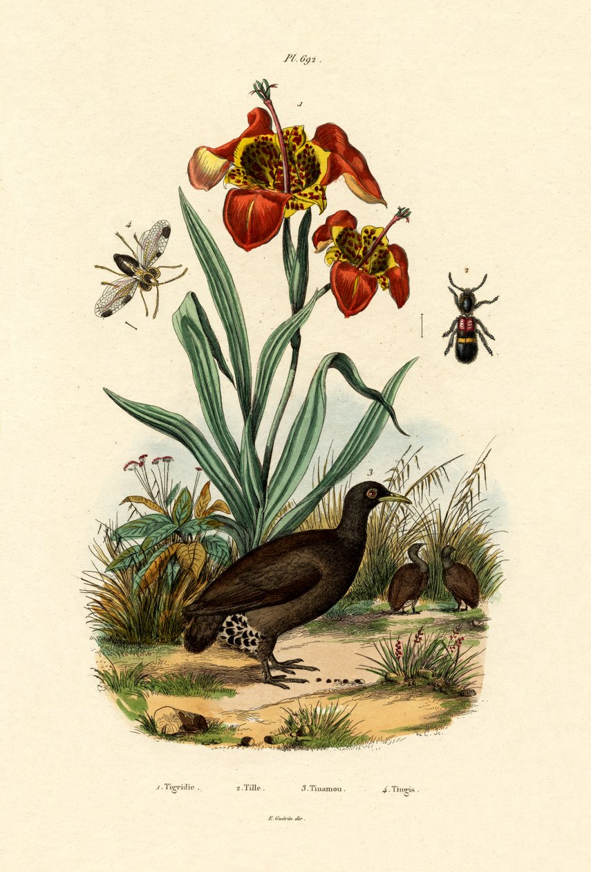 虎花，1833-39 作者 法语学校