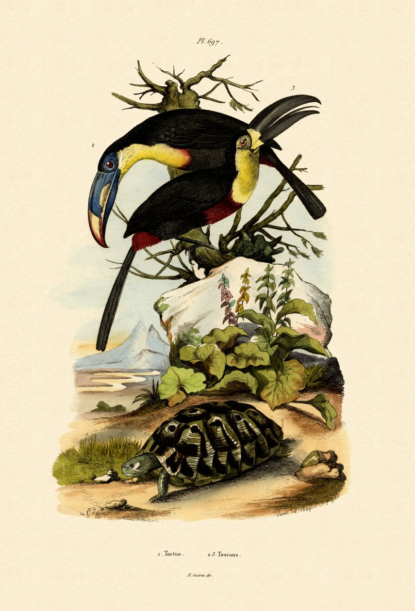 Toucans，1833-39 作者 法语学校