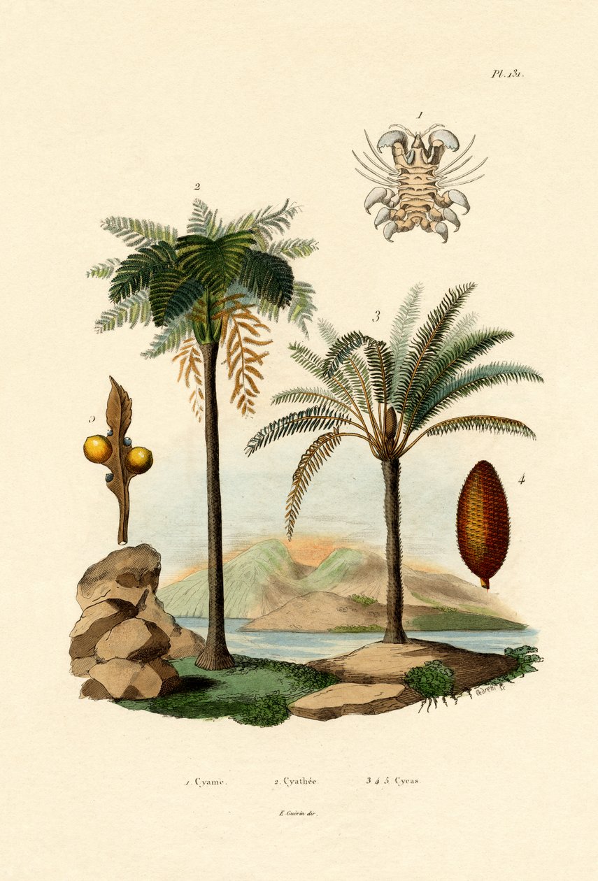 树蕨，1833-39 作者 法语学校