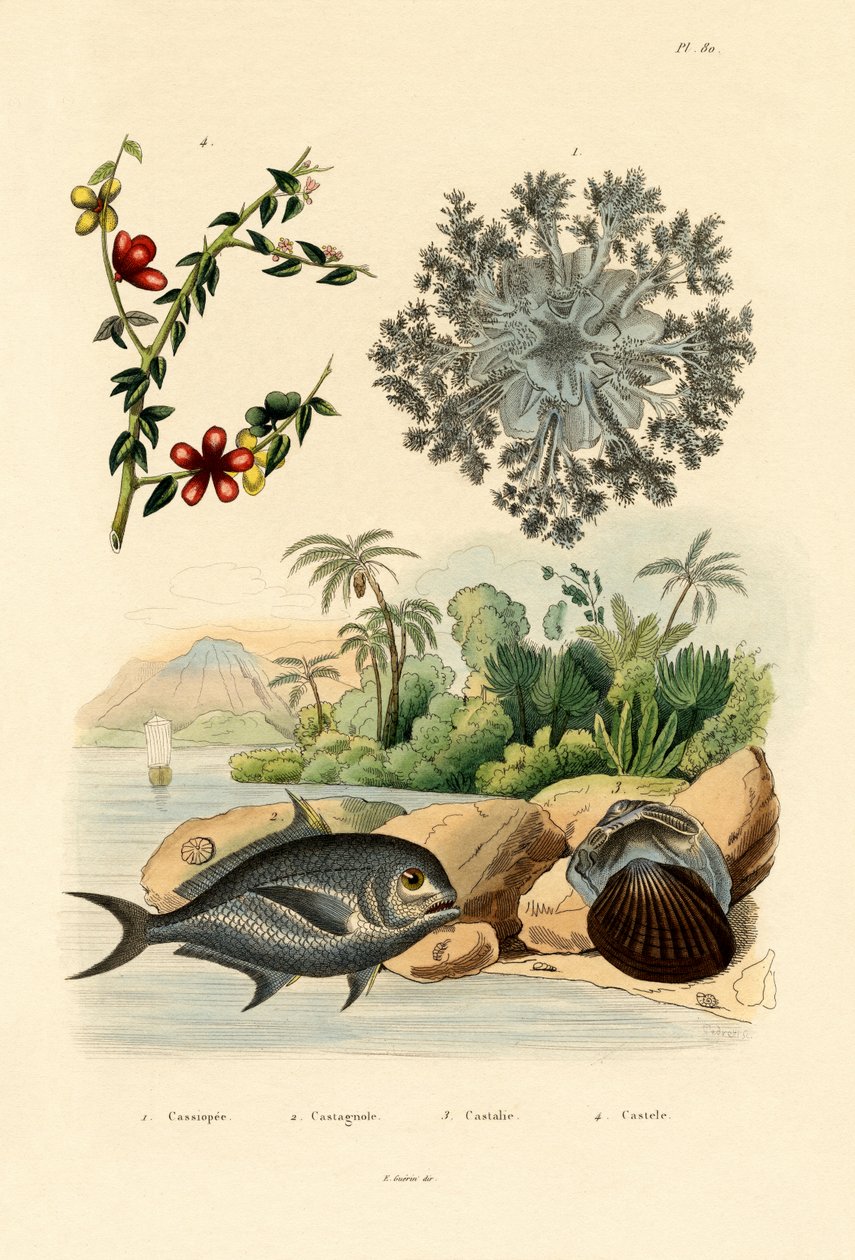 颠倒的水母，1833-39 作者 法语学校
