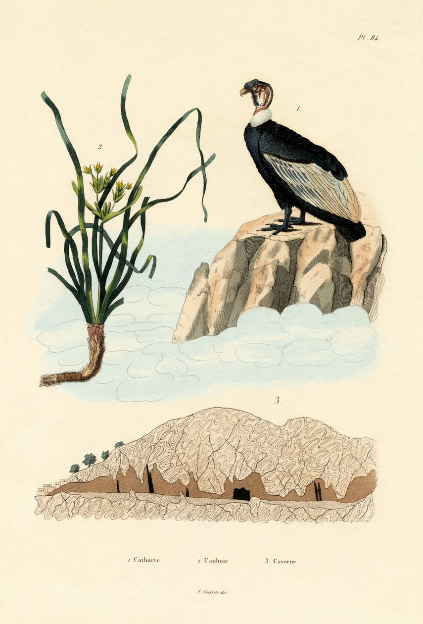 秃鹰，1833-39 作者 法语学校
