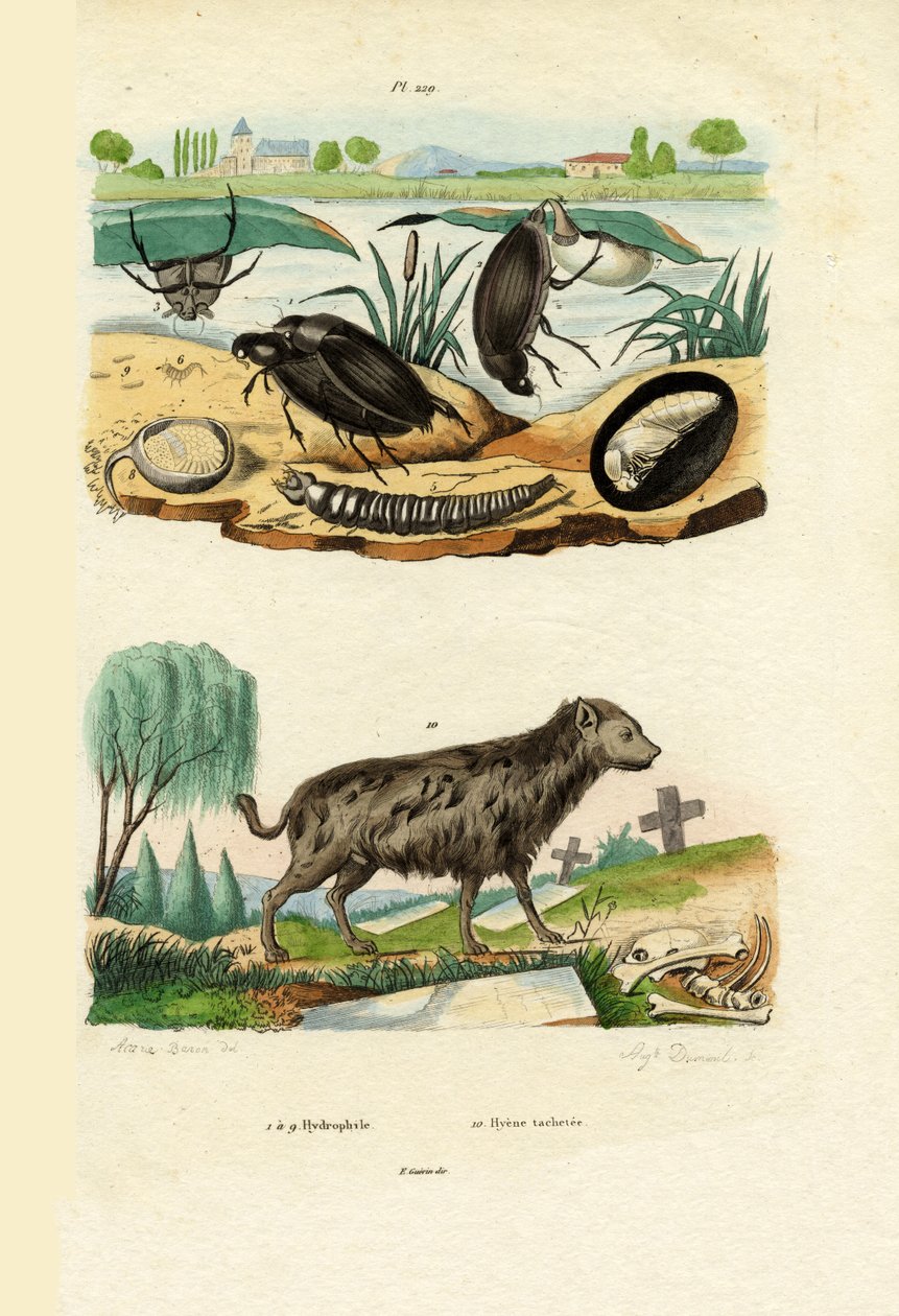 水甲虫，1833-39 作者 法语学校