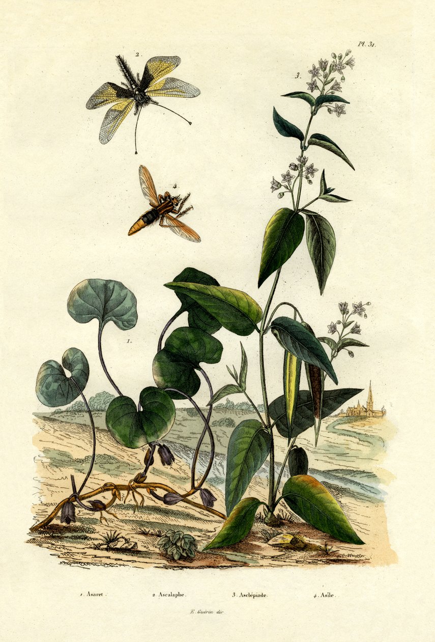 野生姜，1833-39 作者 法语学校