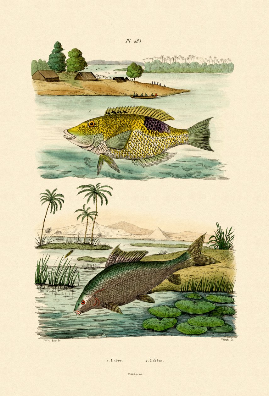 濑鱼，1833年至1939年 作者 法语学校