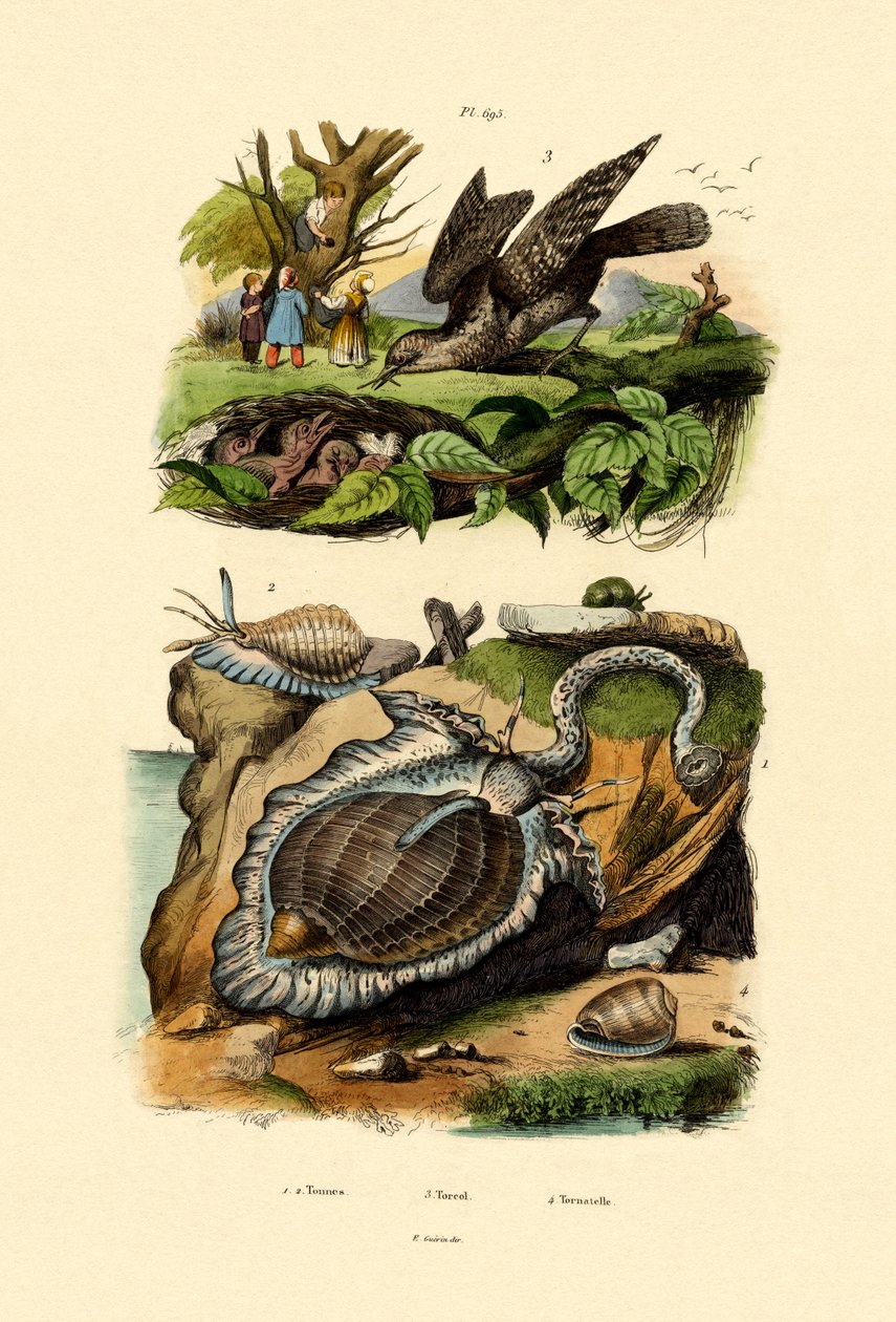 Wryneck，1833-39 作者 法语学校