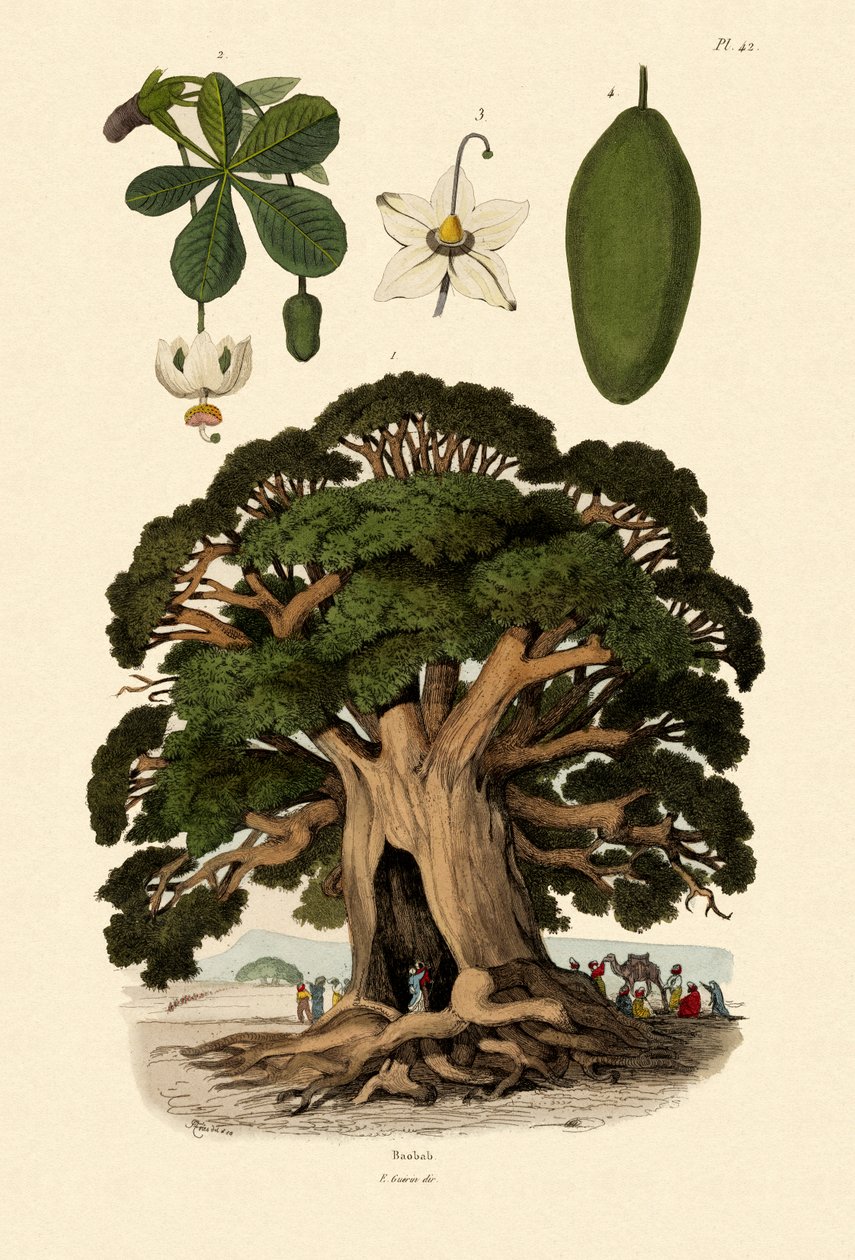 猴面包树，1833-39 作者 法语学校