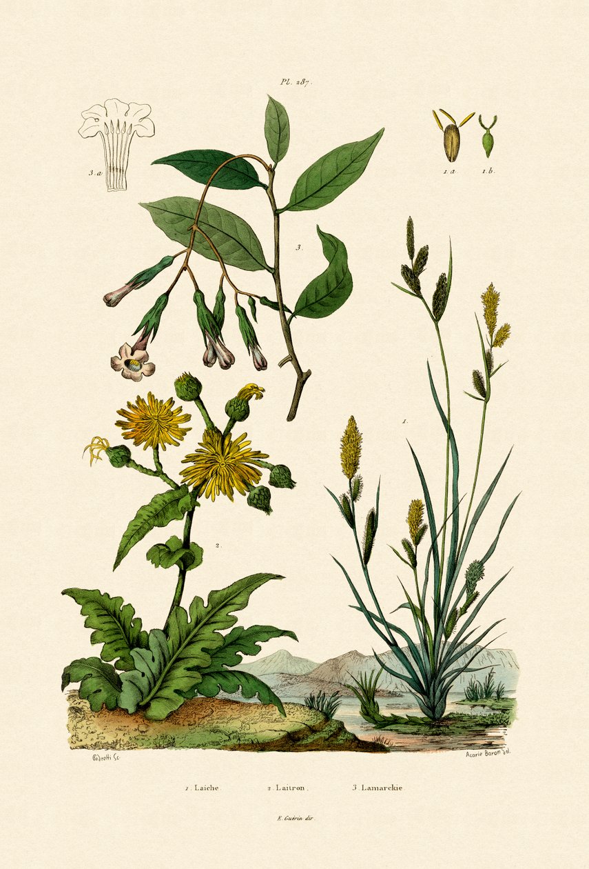 Carex，1833-39 作者 法语学校