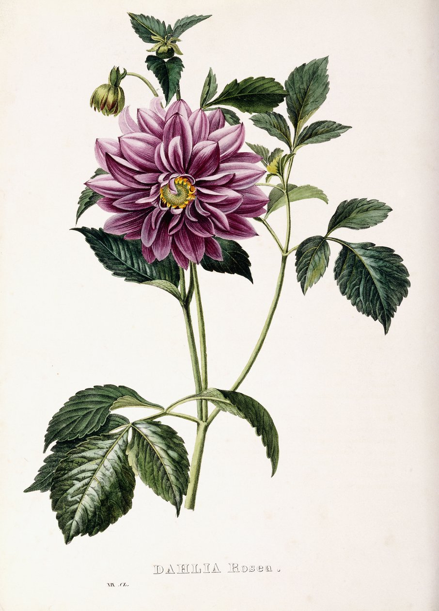 大丽花Rosea，1715年 作者 法语学校