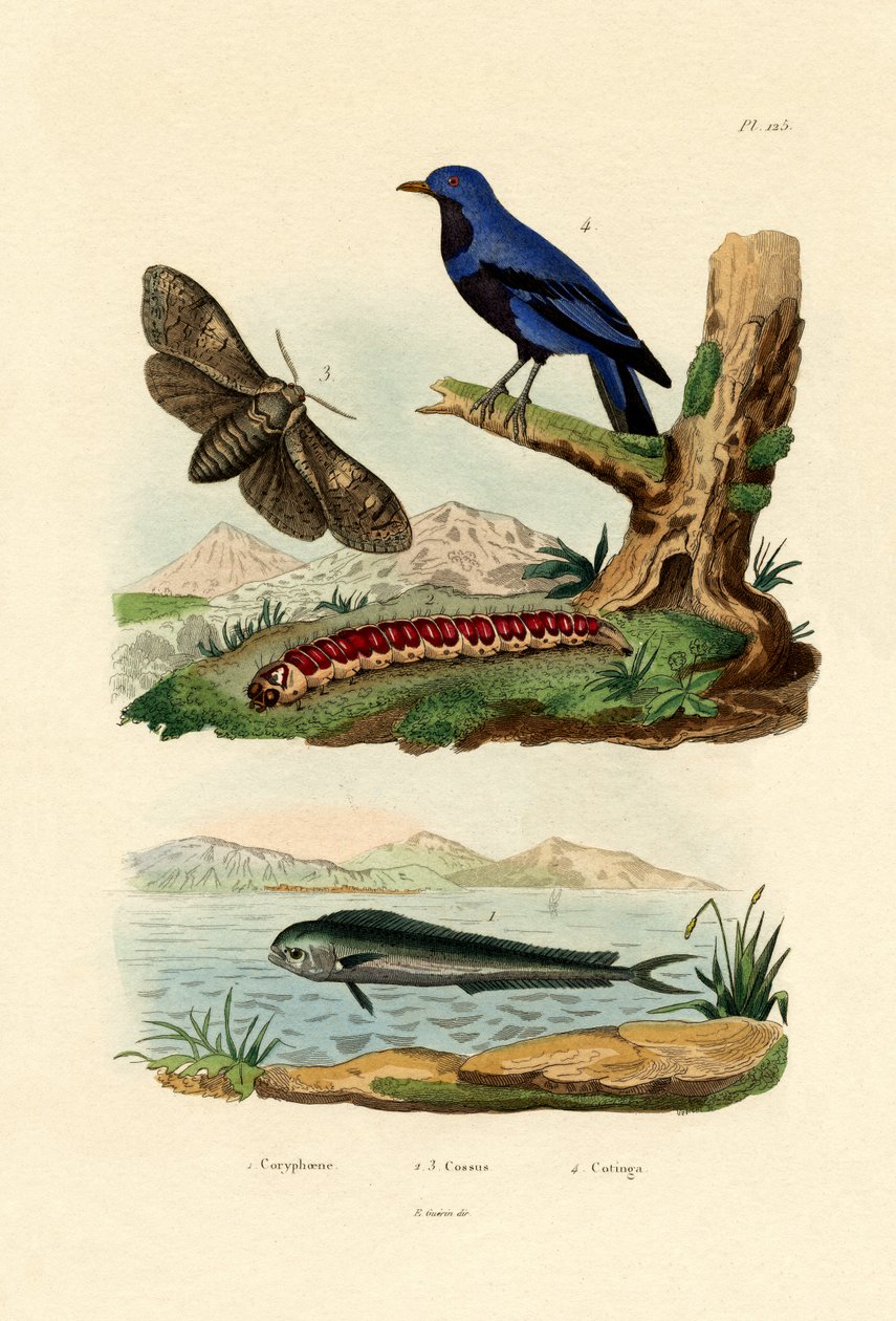 海豚鱼，1833-39 作者 法语学校