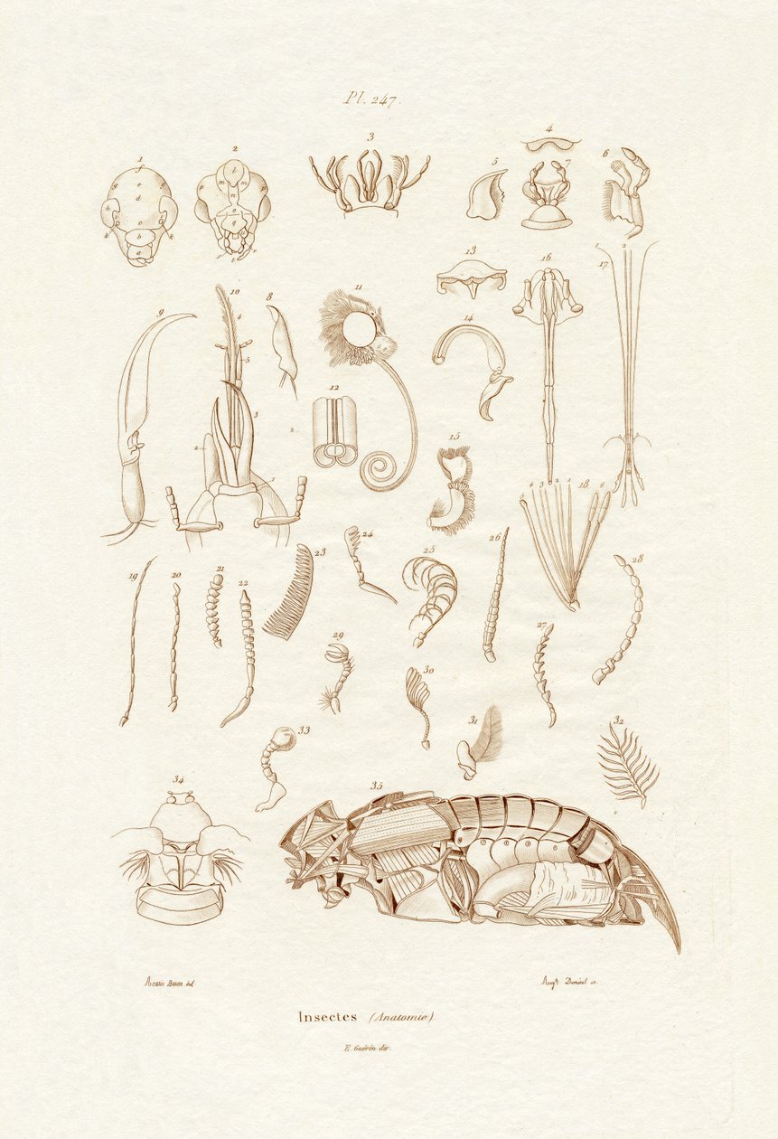 昆虫，1833-39 作者 法语学校