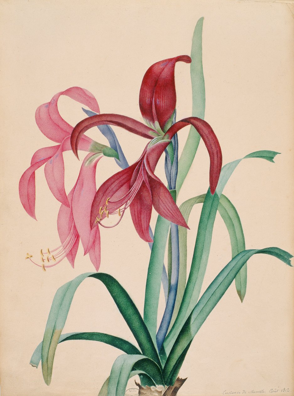 艾丽丝，1812年 作者 法语学校