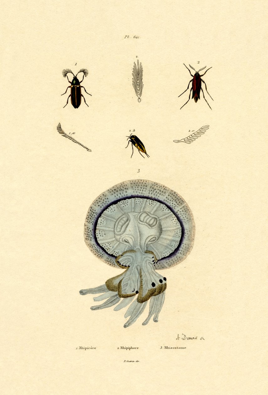 水母，1833-39 作者 法语学校