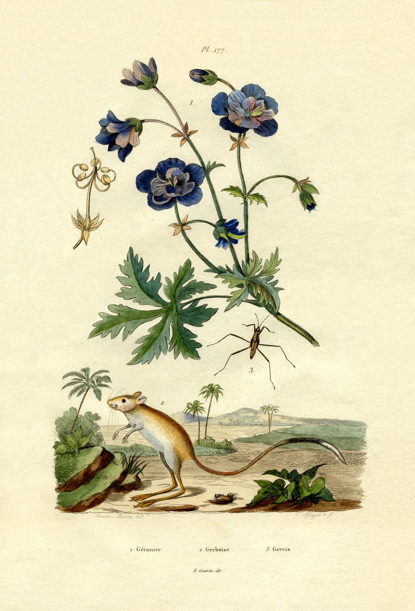 Jerboa，1833-39 作者 法语学校
