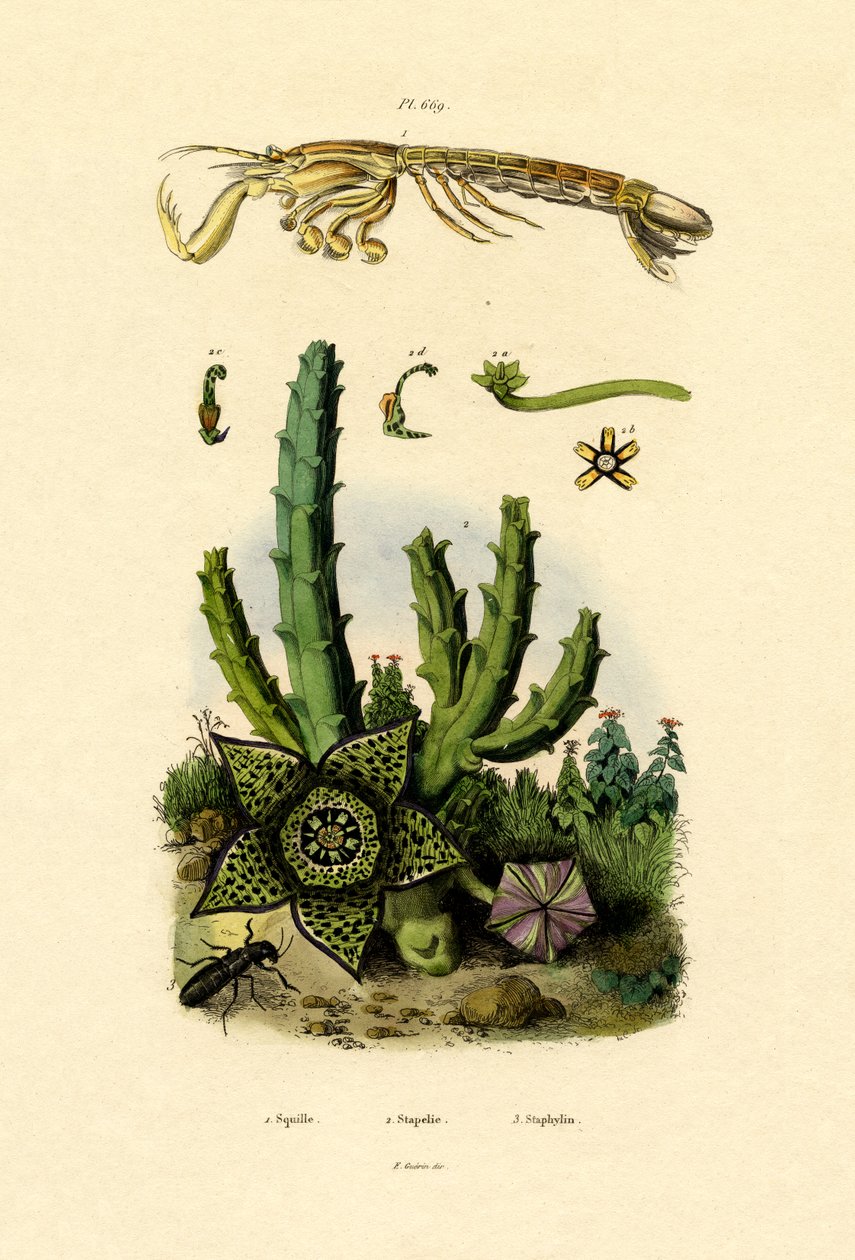 螳螂虾，1833-39 作者 法语学校