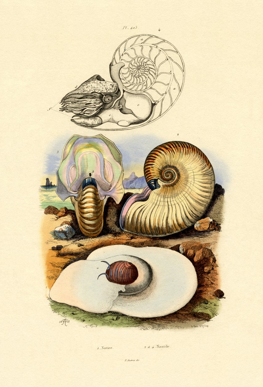 月亮蜗牛，1833-39 作者 法语学校